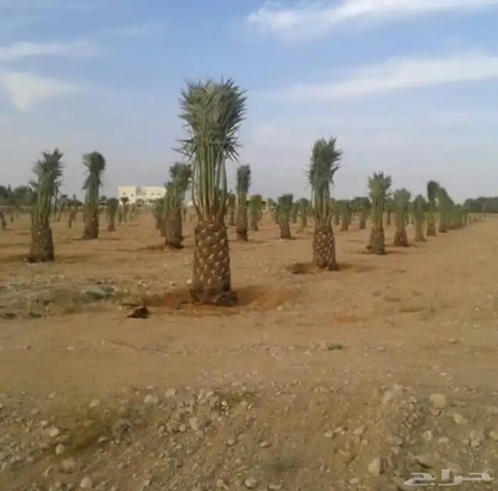 نخيل عربي فسائل نخل نخل عربي نقايل 76
