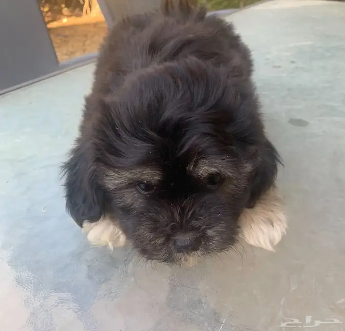 للبيع كلاب شيتزو للجادين السعر مغري 3