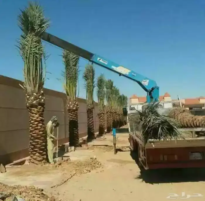 نخيل عربي فسائل نخل نخل عربي نقايل 56