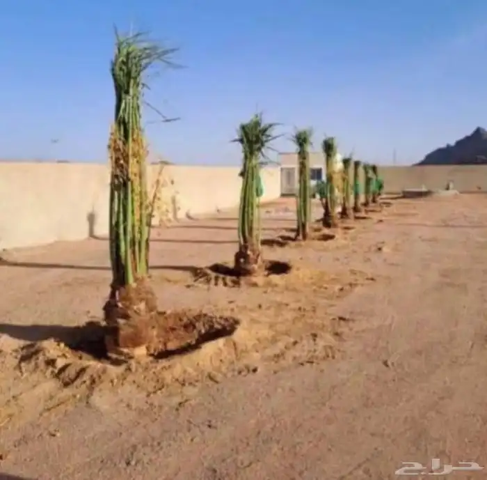 نخيل عربي فسائل نخل نخل عربي نقايل 18