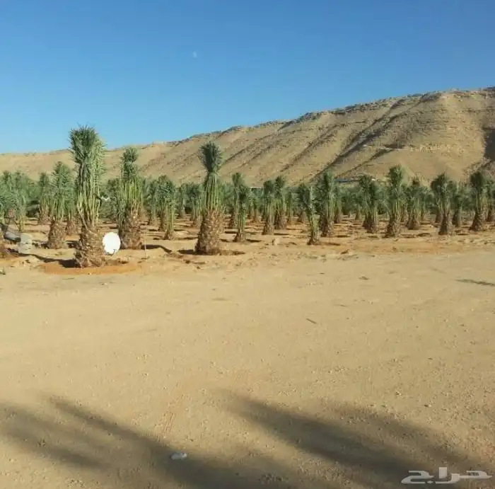 نخيل عربي فسائل نخل نخل عربي نقايل 73