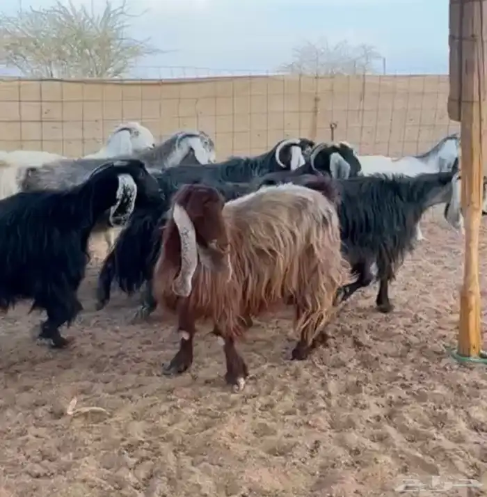 مراح معزا بحفلها دفيع على السونار 0