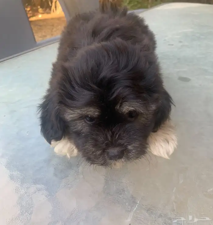 للبيع مجموعة كلاب شيتزو بسعر ولافي الخيال 5