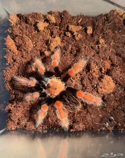 عنكبوت ترانتولا مكسيكية index