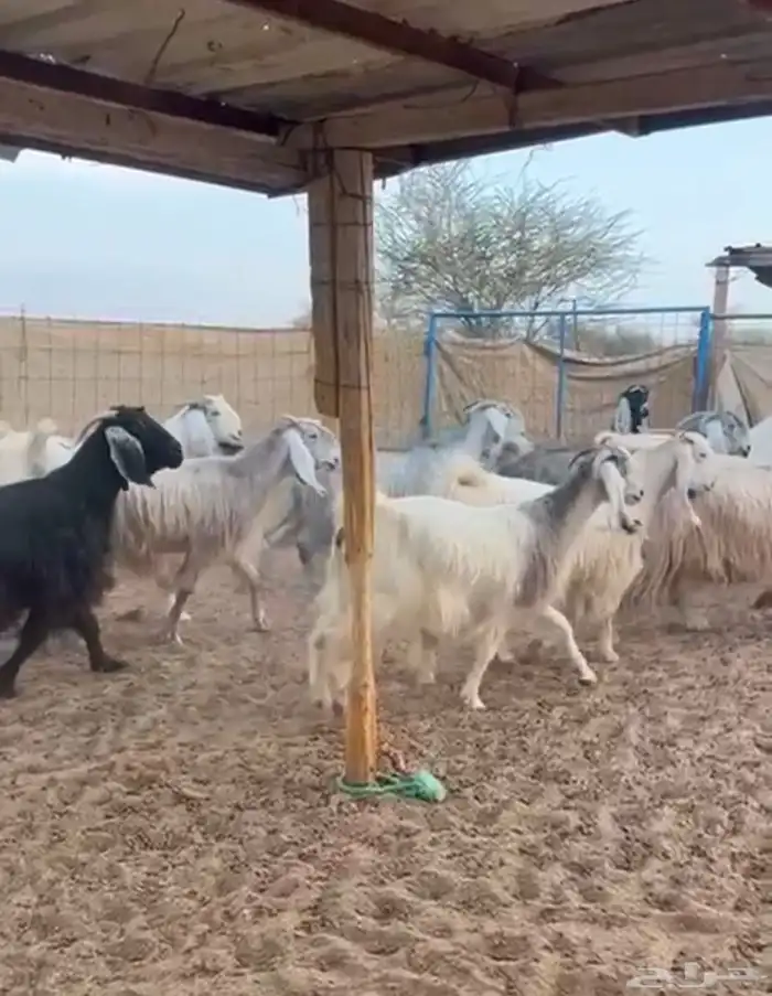 مراح معزا بحفلها دفيع على السونار 1