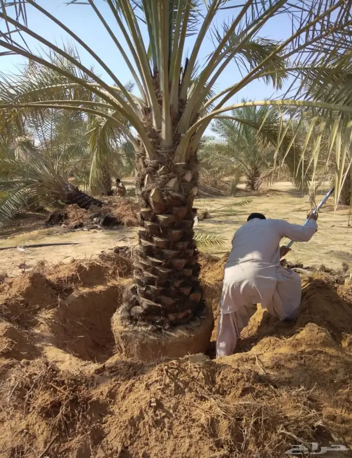 نخيل عربي فسائل نخل نخل عربي نقايل 49