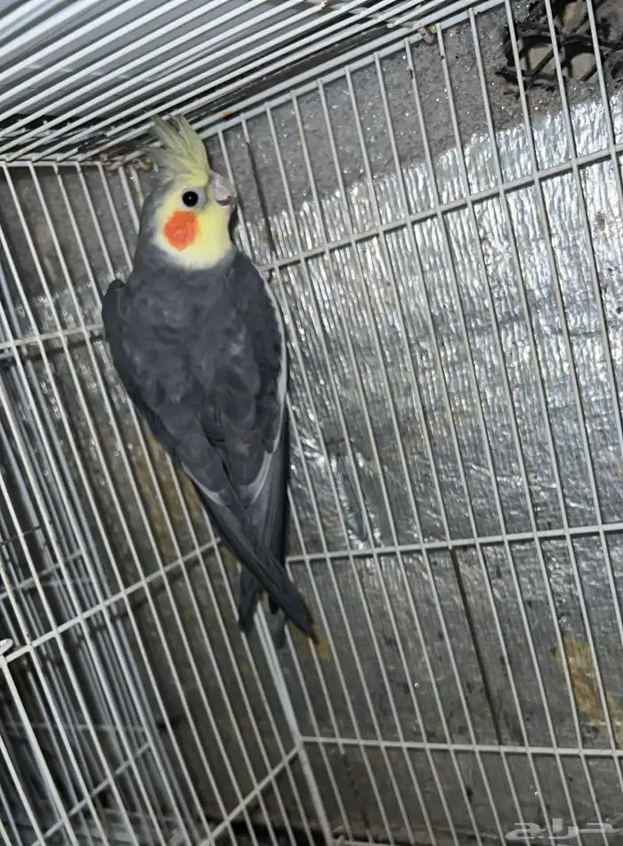 طيور للبيع 6