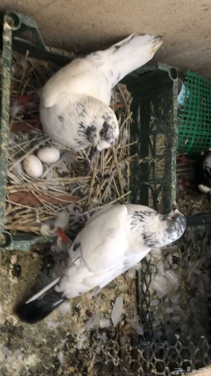 حمام باكستاني للبيع مافي توصيل السعر 30 1