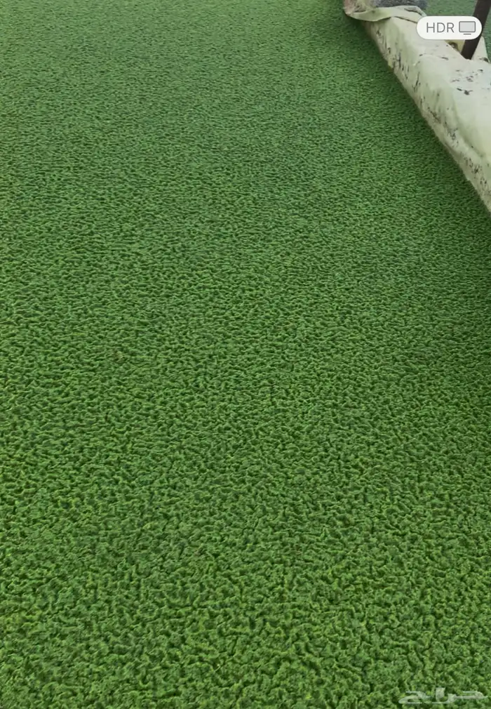 للبيع ازولا الدلايه ب30 0