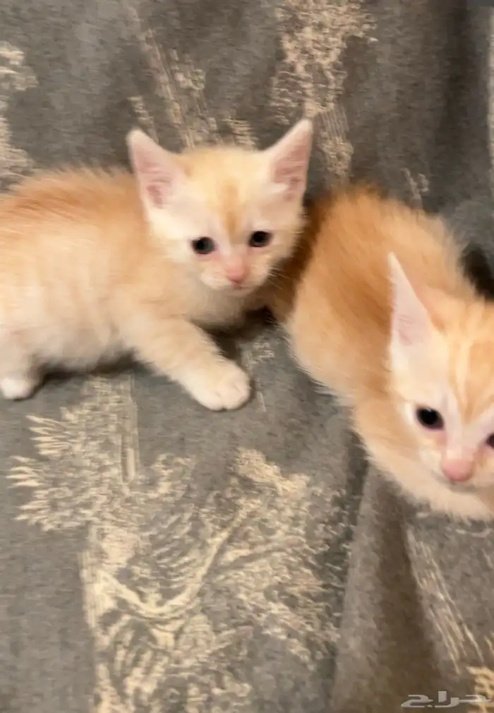 كتن شيرازي قطط للبيع مو للتبني هجين برتش 13