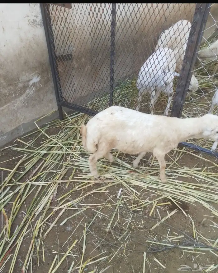 كبس للبيع العمر. 3 اشهر 1