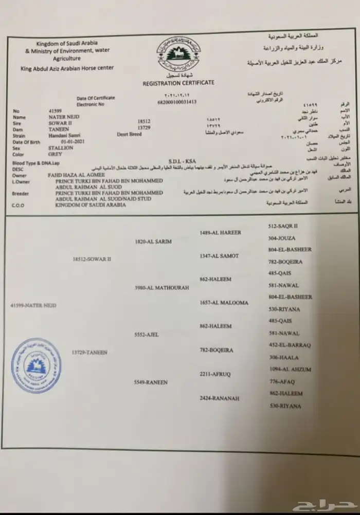 حصان عربي ورق 0