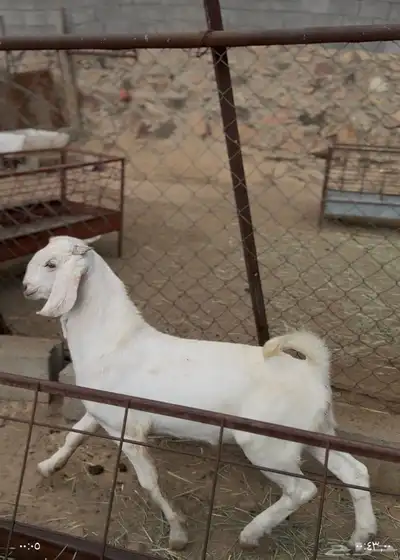 مشروع فحل مطور ابرص index