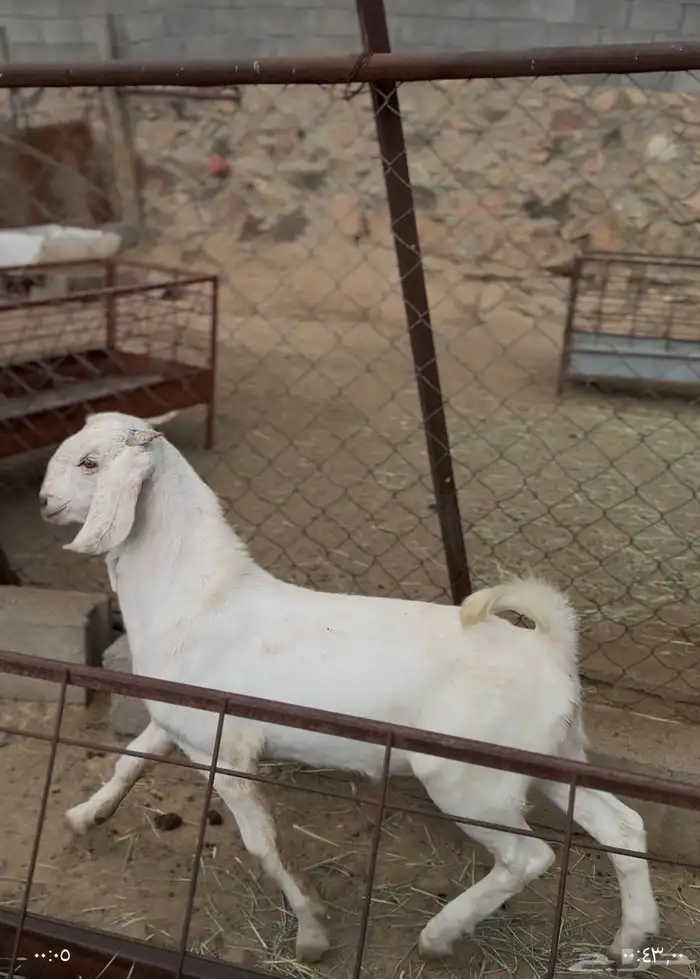 مشروع فحل مطور ابرص 2