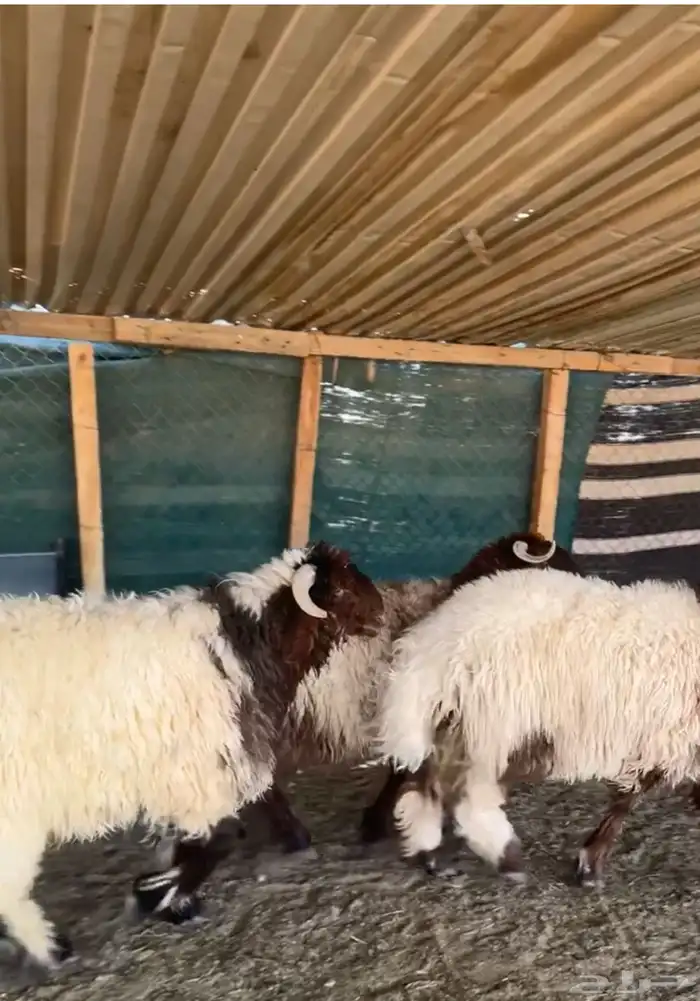 بهم نعيم خرفان جبرة وضهورها فل 2