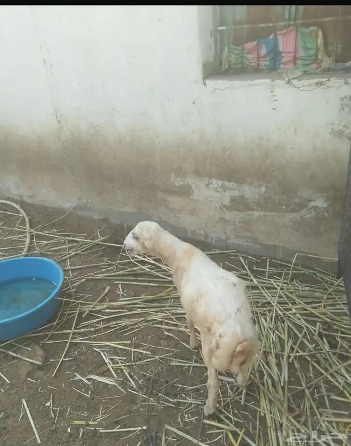 كبس للبيع العمر. 3 اشهر 0