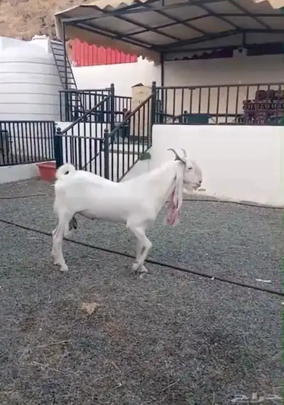 ماعز هولندي وعارضي للبيع index