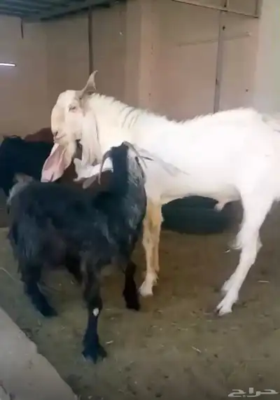 ماعز هولندي وعارضي للبيع index