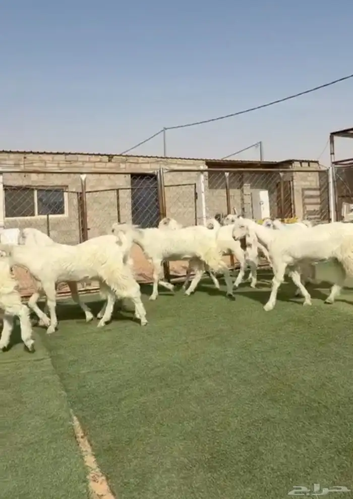 جفار بيض مصريات مطورات 0