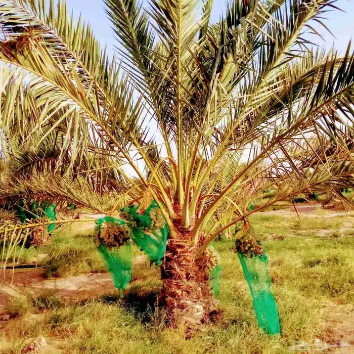 نخل مثمر نقايل جثايث واشنطني اخلاص سكري برحي صقعي شيشي هلالي 6