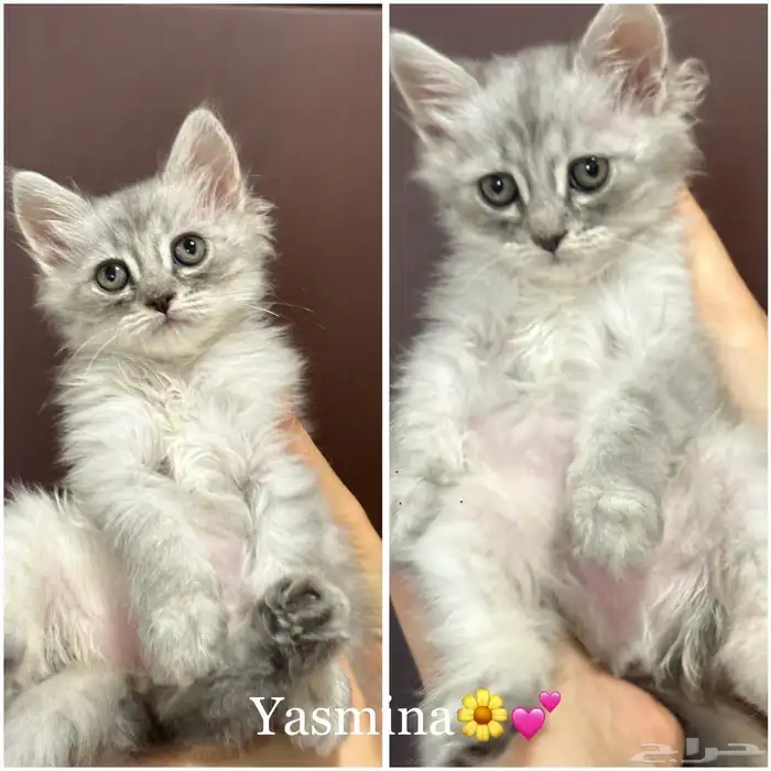 قطط شيرازي للبيع 0