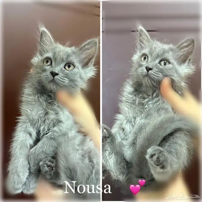 قطط شيرازي للبيع 1