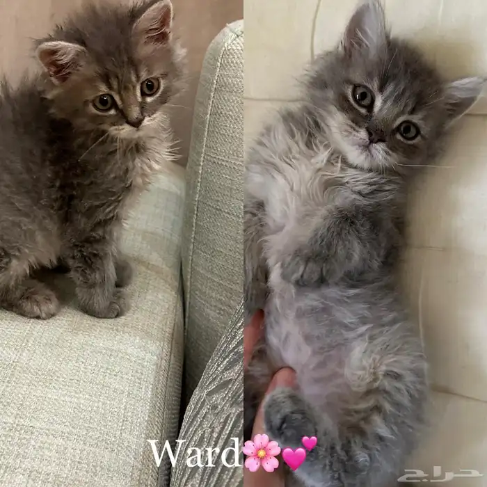 قطط شيرازي للبيع 3