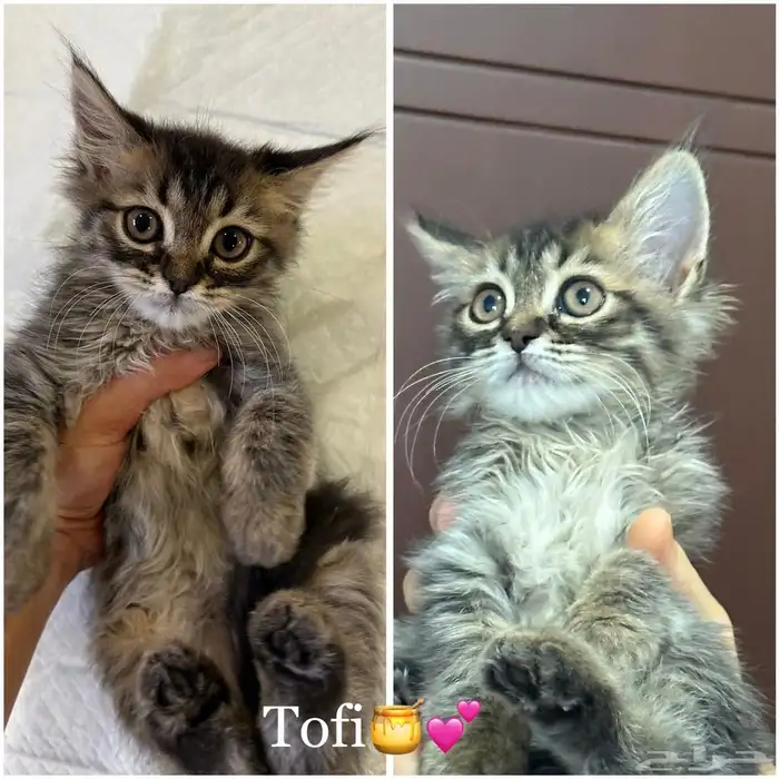 قطط شيرازي للبيع 4