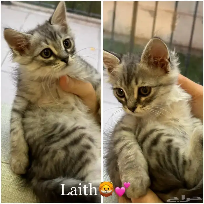 قطط شيرازي للبيع 2