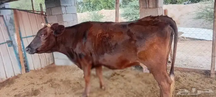 بقره جيرسي 1