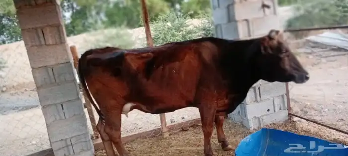 بقره جيرسي 2