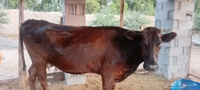 بقره جيرسي 4