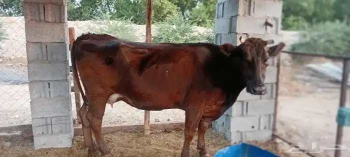 بقره جيرسي 0