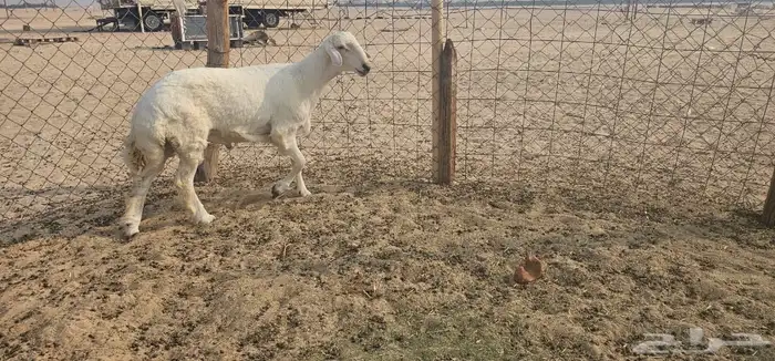 فحل ثني والثاني جذع 3