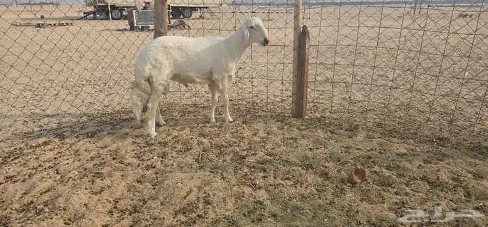 فحل ثني والثاني جذع 2