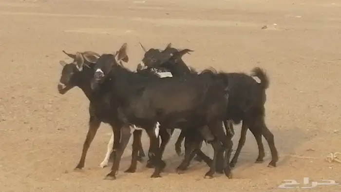 ماعز بيشيات مرخ وكحل جنب دفيع معزا جنوبية طيبة 7 34