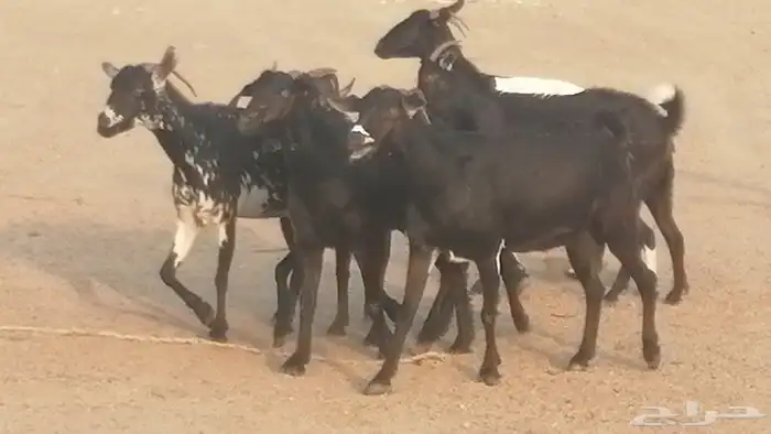 ماعز بيشيات مرخ وكحل جنب دفيع معزا جنوبية طيبة 7 35