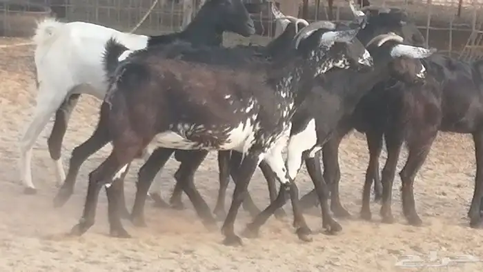 ماعز بيشيات مرخ وكحل جنب دفيع معزا جنوبية طيبة 7 12