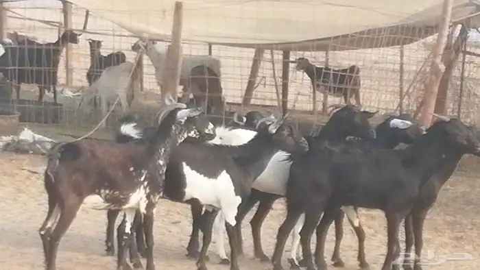 ماعز بيشيات مرخ وكحل جنب دفيع معزا جنوبية طيبة 7 22