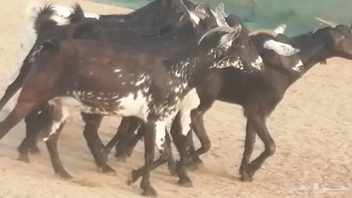 ماعز بيشيات مرخ وكحل جنب دفيع معزا جنوبية طيبة 7 10
