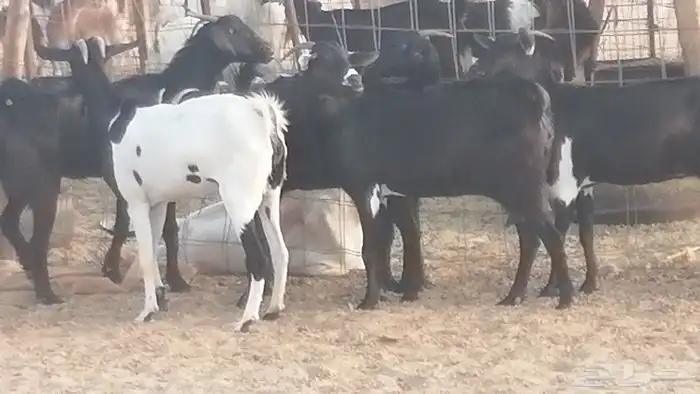 ماعز بيشيات مرخ وكحل جنب دفيع معزا جنوبية طيبة 7 3