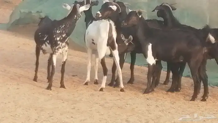 ماعز بيشيات مرخ وكحل جنب دفيع معزا جنوبية طيبة 7 13