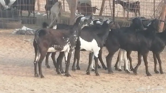 ماعز بيشيات مرخ وكحل جنب دفيع معزا جنوبية طيبة 7 29