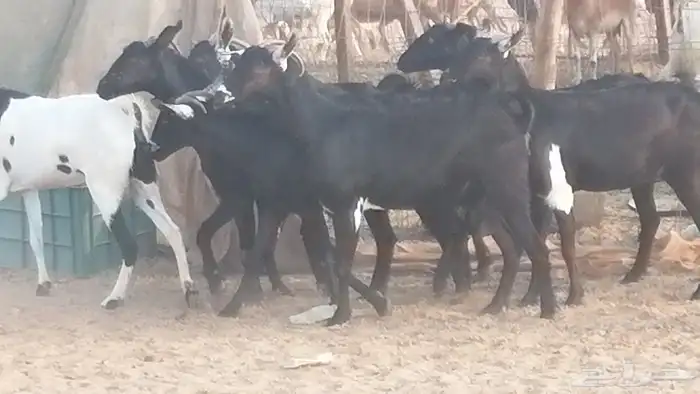 ماعز بيشيات مرخ وكحل جنب دفيع معزا جنوبية طيبة 7 6