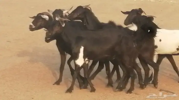 ماعز بيشيات مرخ وكحل جنب دفيع معزا جنوبية طيبة 7 15