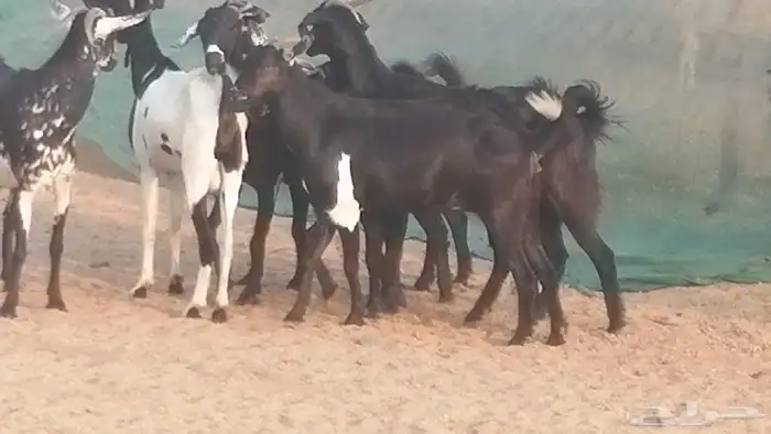 ماعز بيشيات مرخ وكحل جنب دفيع معزا جنوبية طيبة 7 19