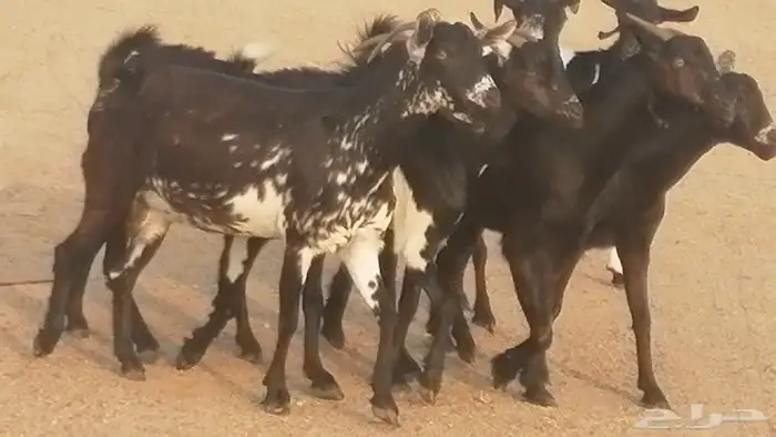 ماعز بيشيات مرخ وكحل جنب دفيع معزا جنوبية طيبة 7 5