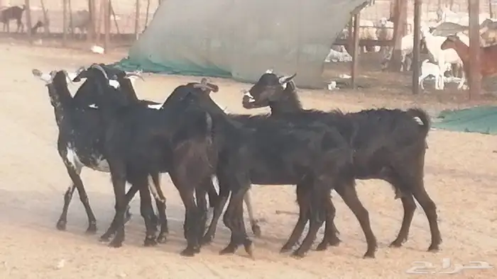 ماعز بيشيات مرخ وكحل جنب دفيع معزا جنوبية طيبة 7 33