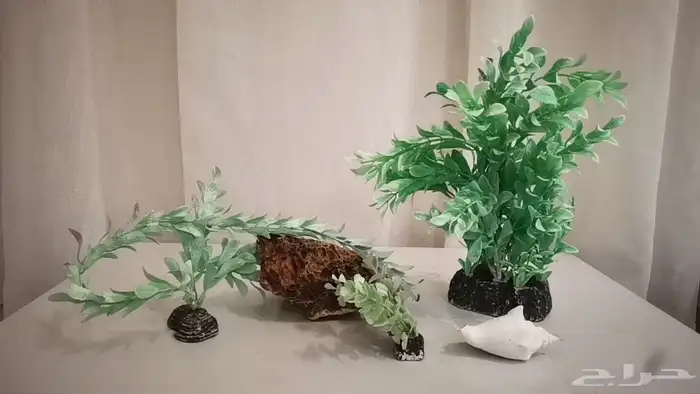 تحف حوض الهوايه تربية السمك زينه 6