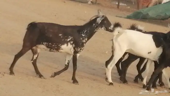 ماعز بيشيات مرخ وكحل جنب دفيع معزا جنوبية طيبة 7 18